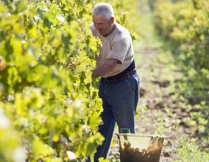 corbera_italy_vineyards
